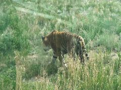 -新疆天山野生动物园