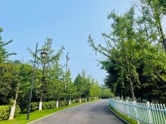 -铁山坪森林公园