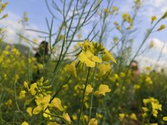 -光明小镇欢乐田园