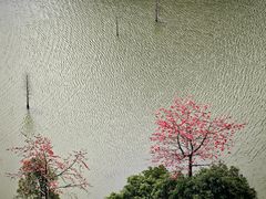 -南宁花花大世界景区