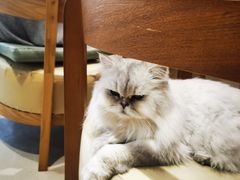 -藏猫猫咖啡主题馆(中央大道店)