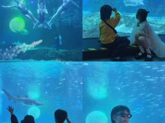 -海合安成都极地海洋公园