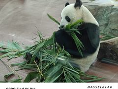-广州动物园