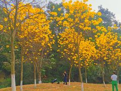 -中山市树木园