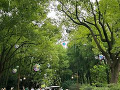 -上海共青森林公园