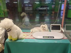 -FAELING PETS美天灵宠物(合生汇店)