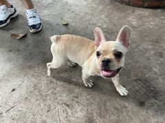 -柴犬高等学院·狗咖·柴犬售卖·宠物训练