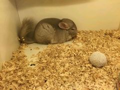 android_upload_pic-龙猫仔乐园(惠福东路店)