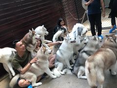 -TrueLove @ Neverland (Husky Cafe)