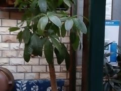 -慢丽江·云南野生菌土鸡锅(付家庄店)