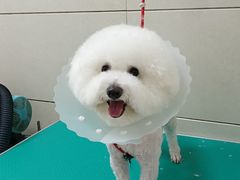 -北京观赏动物医院·24小时大型综合·猫专科·异宠专科