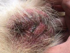 -爱诺耐芙动物医院(万博店)