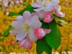 -海棠花溪(元大都城垣遗址公园)