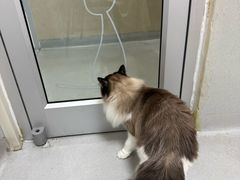 -谐和益家动物医院·免疫绝育·血液透析·宠保定点医院(高新伊藤分院)