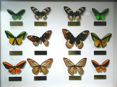 -上海昆虫博物馆