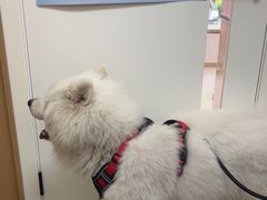 -瑞派康怡24h宠物医院·犬猫医疗中心·微创绝育(瑞景分院)