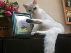 -猫色咖啡·猫咖