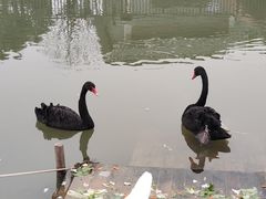 -王借岗森林公园
