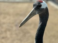 -盐城丹顶鹤湿地生态旅游区