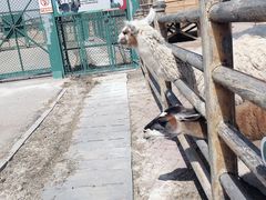 -鄂尔多斯野生动物园