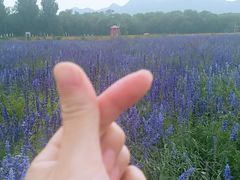 景点-北京东方普罗旺斯薰衣草庄园