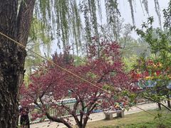 -燕郊植物园