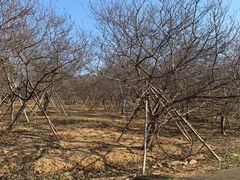 -天适樱花悠乐园