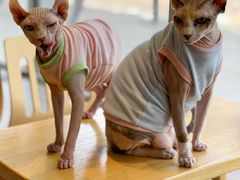 -藏猫猫咖啡主题馆(中央大道店)