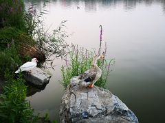-莲花池公园