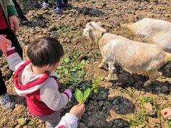 -小鱼草莓采摘园农家乐·小鱼餐厅