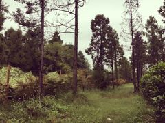 -崇明东平国家森林公园烧烤房车露营地