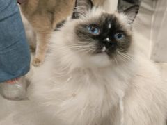 -共舞时光猫咖·狗咖(新街口店)