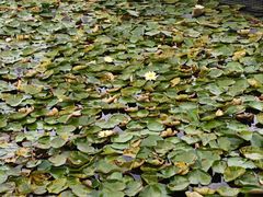 -滕州微山湖红荷湿地景区