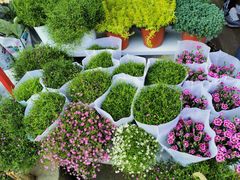 -三圣花乡旅游区