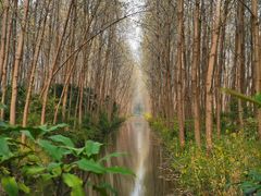 -合肥滨湖国家森林公园