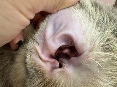 -唐小姐の私宠·宠物洗护美容·撸猫馆·购宠(周浦万达旗舰店)