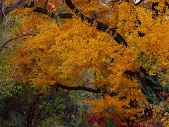 -遵化市禅林寺古银杏风景园