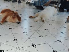 -毛绒耶耶撸宠馆·猫咖·狗咖·荷兰猪咖
