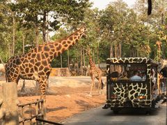 -清迈夜间动物园