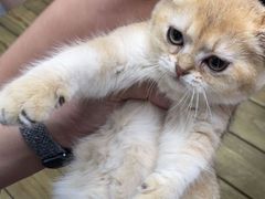 -东莞宠友24H宠物中心医院·转诊夜诊·异宠(新河北路院)