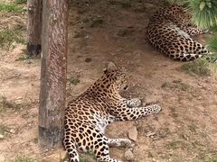 -西霞口神雕山野生动物世界
