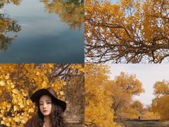 -金塔沙漠胡杨林景区