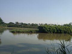 -大湾区中央湿地公园