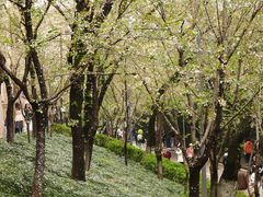 -武汉大学-樱园