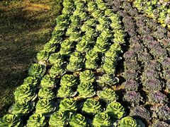 -云溪植物园