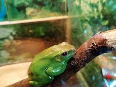 -上海大自然野生昆虫馆(东方明珠·爬宠昆虫探索中心)