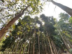 -中国科学院西双版纳热带植物园