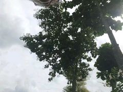 -黄色小屋