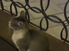 -Paulaner·德国帕拉娜自酿啤酒餐厅(海上世界店)