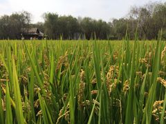 iphone_upload_pic-溱湖国家湿地公园